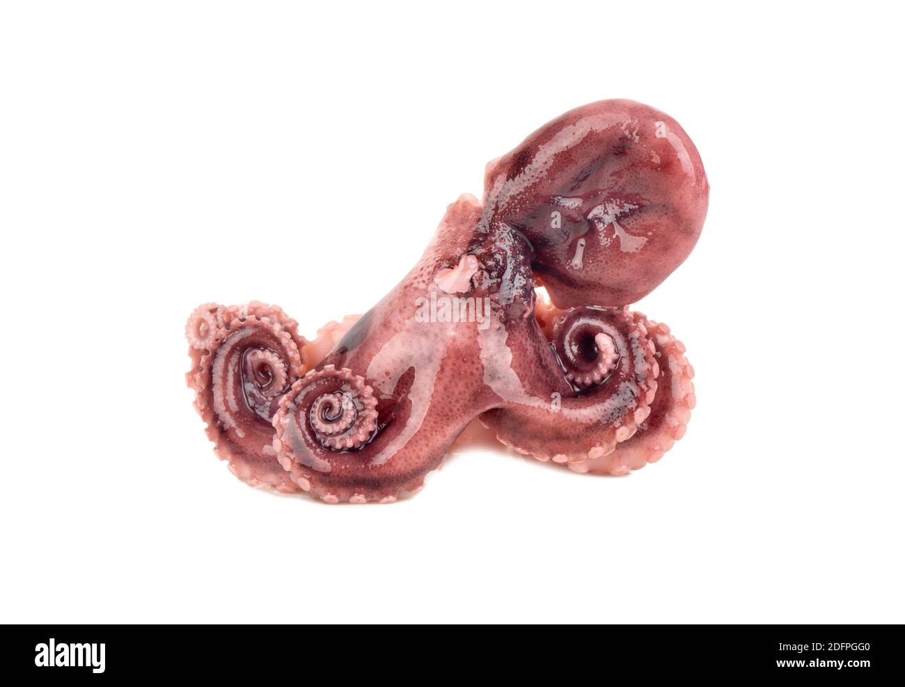 Small octopus isolated on a white background Stock Photo - Alamy