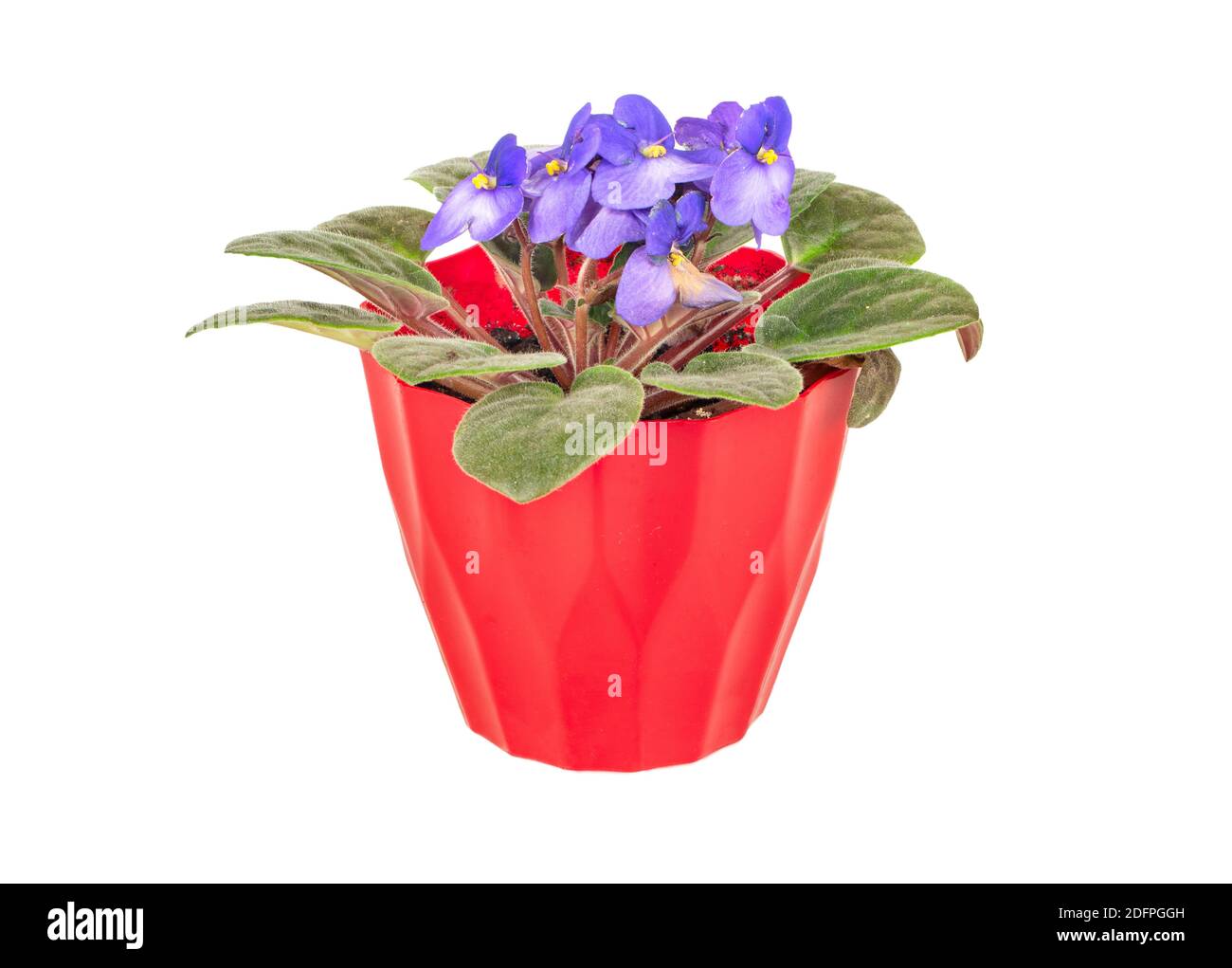 Violet in a red pot isolated on a white background Stock Photo