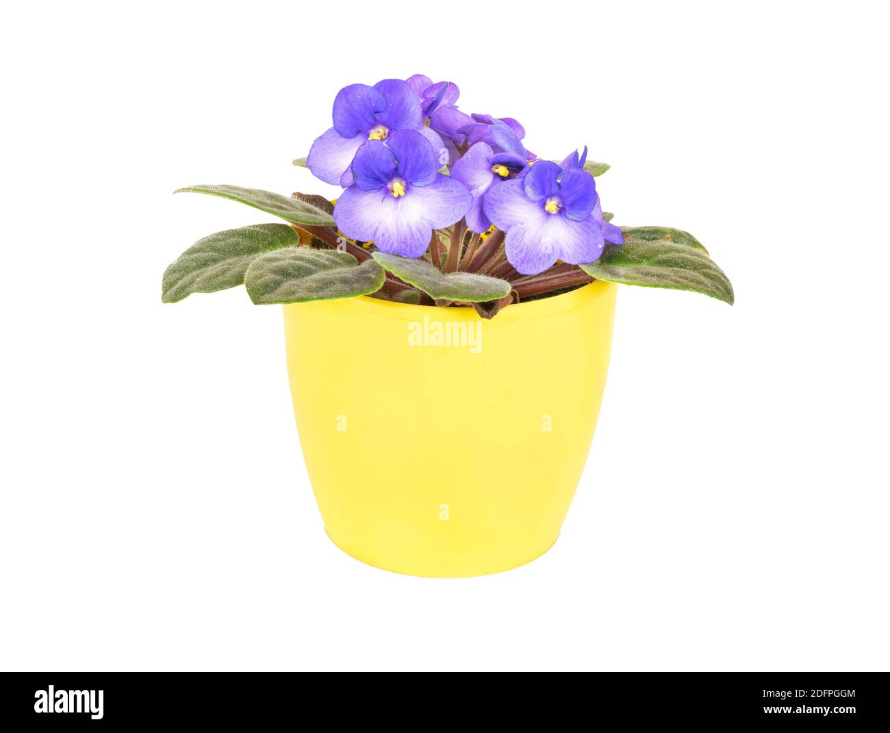 Violet in a yellow pot isolated on a white background Stock Photo