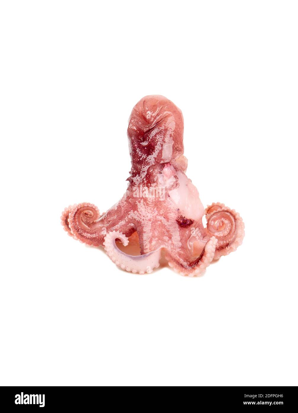 Small octopus isolated on a white background Stock Photo - Alamy