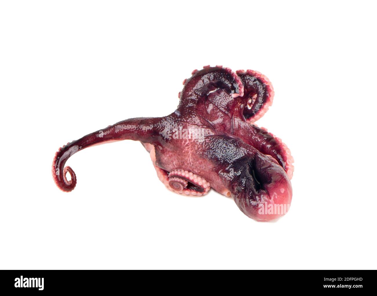 Small octopus isolated on a white background Stock Photo