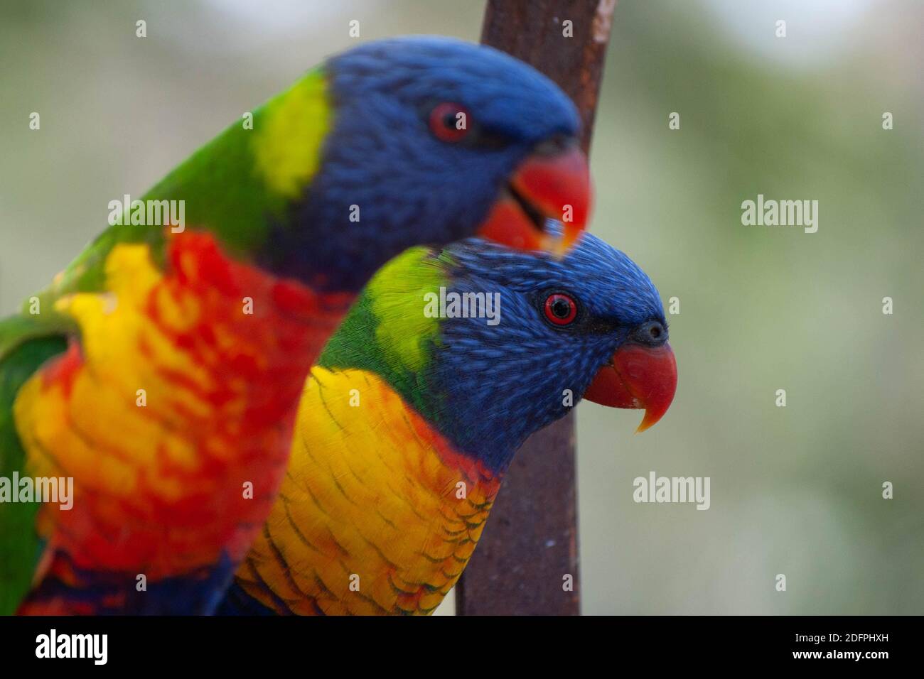 Pair of colorful lorikeet parrots in Australia in a feeder Stock Photo