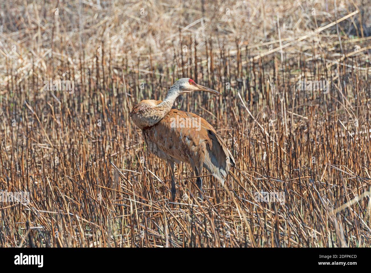 Crane Craning its Neck While Feeding in the Deer Grove Forest Preserve