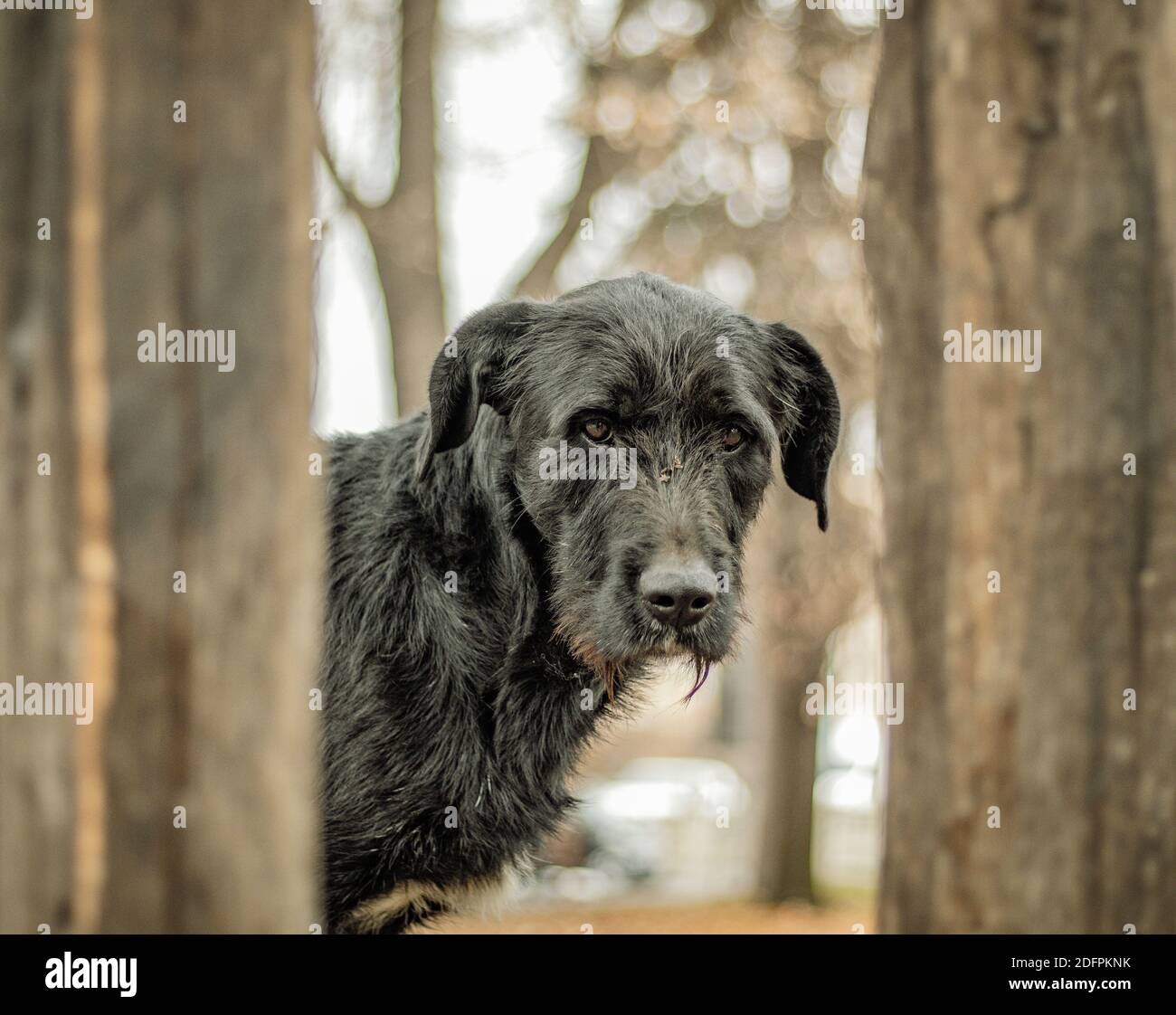 Old dog on Serbian streets sad look at camera Stock Photo