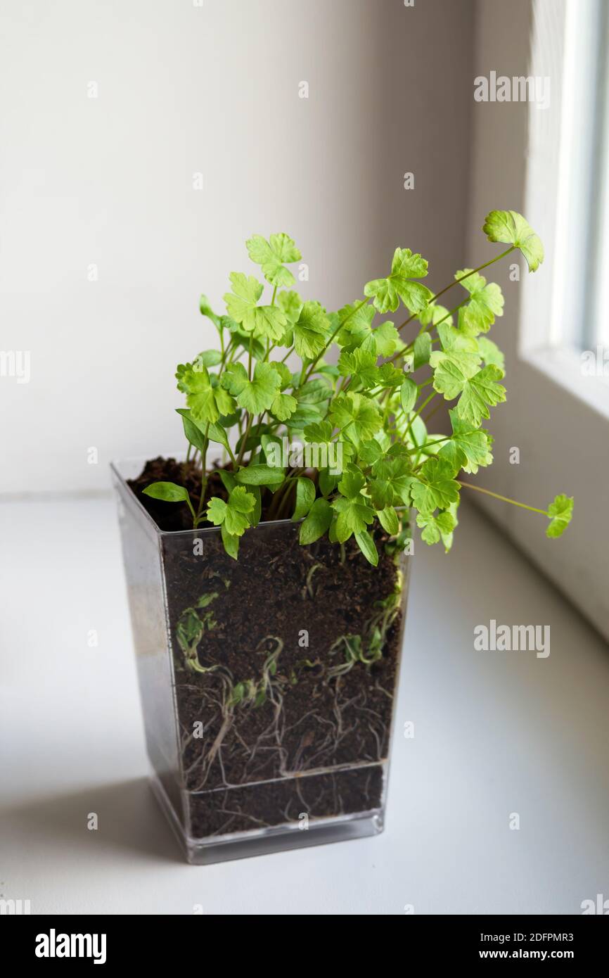 Parsley seedlings on windowsill. Home planting and food growing, microgreens in transparent pot. Selective focus, vertical view Stock Photo