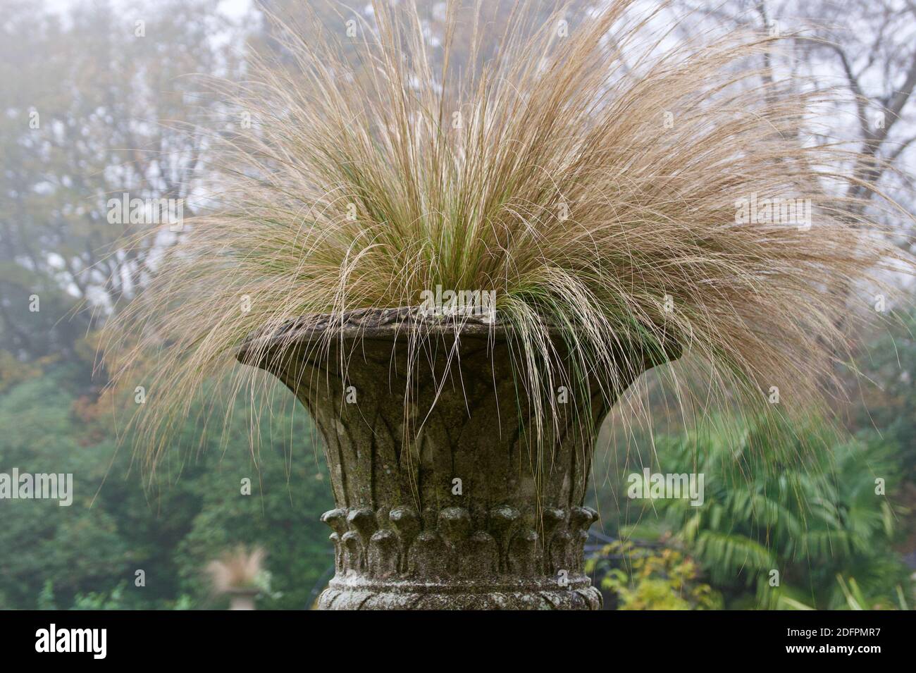 Urn of ornamental grasses in garden setting on misty winter's morning Stock Photo