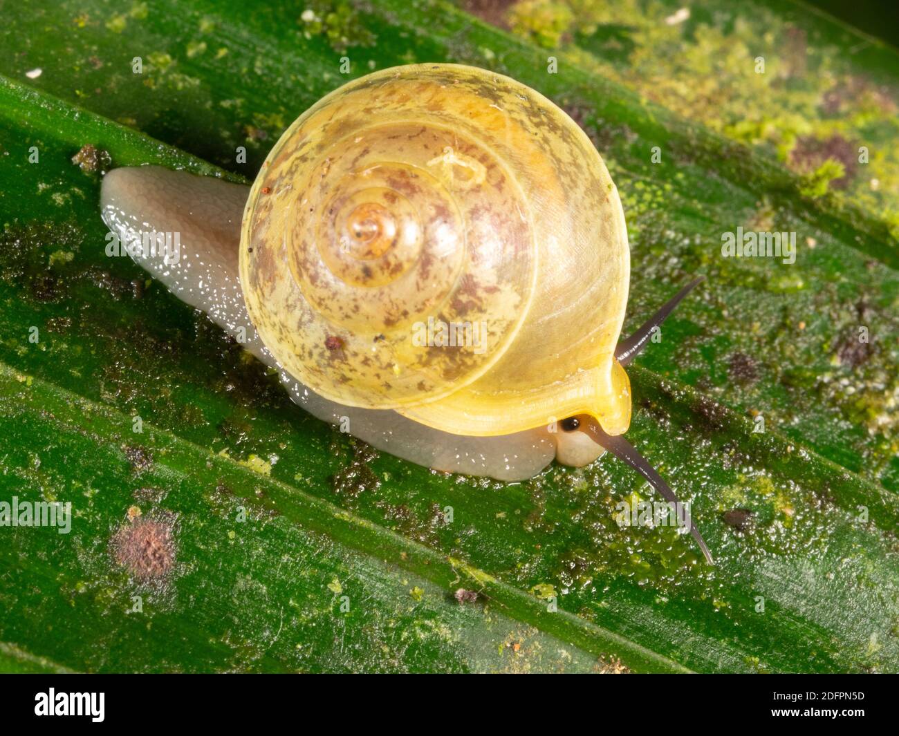 Helicina sp. a Neritomorphan Snail. Crawling on a leaf at night in the rainforest understory near Puerto Quito in western Ecuador. Stock Photo