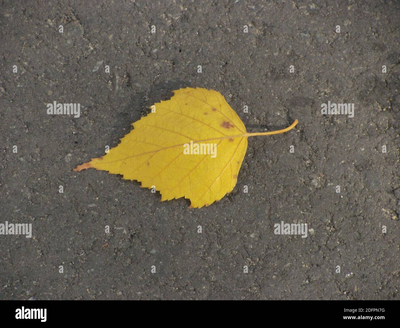 single yellow autumn leaf on the ground Stock Photo - Alamy