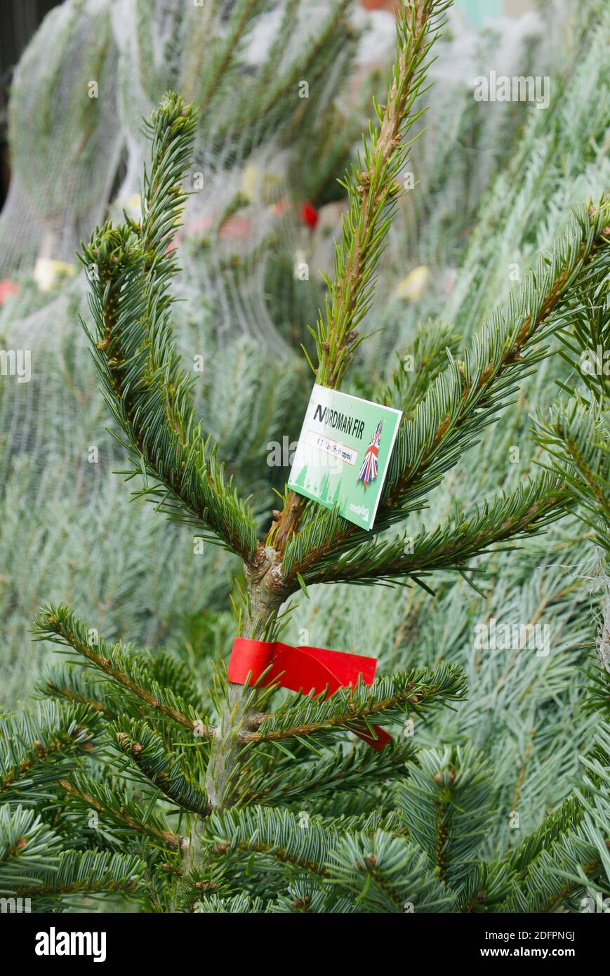 Christmas trees (Nordmann Fir) selling in village shop on pavement at the side of the road. First weekend of December. Highgate, London. Stock Photo