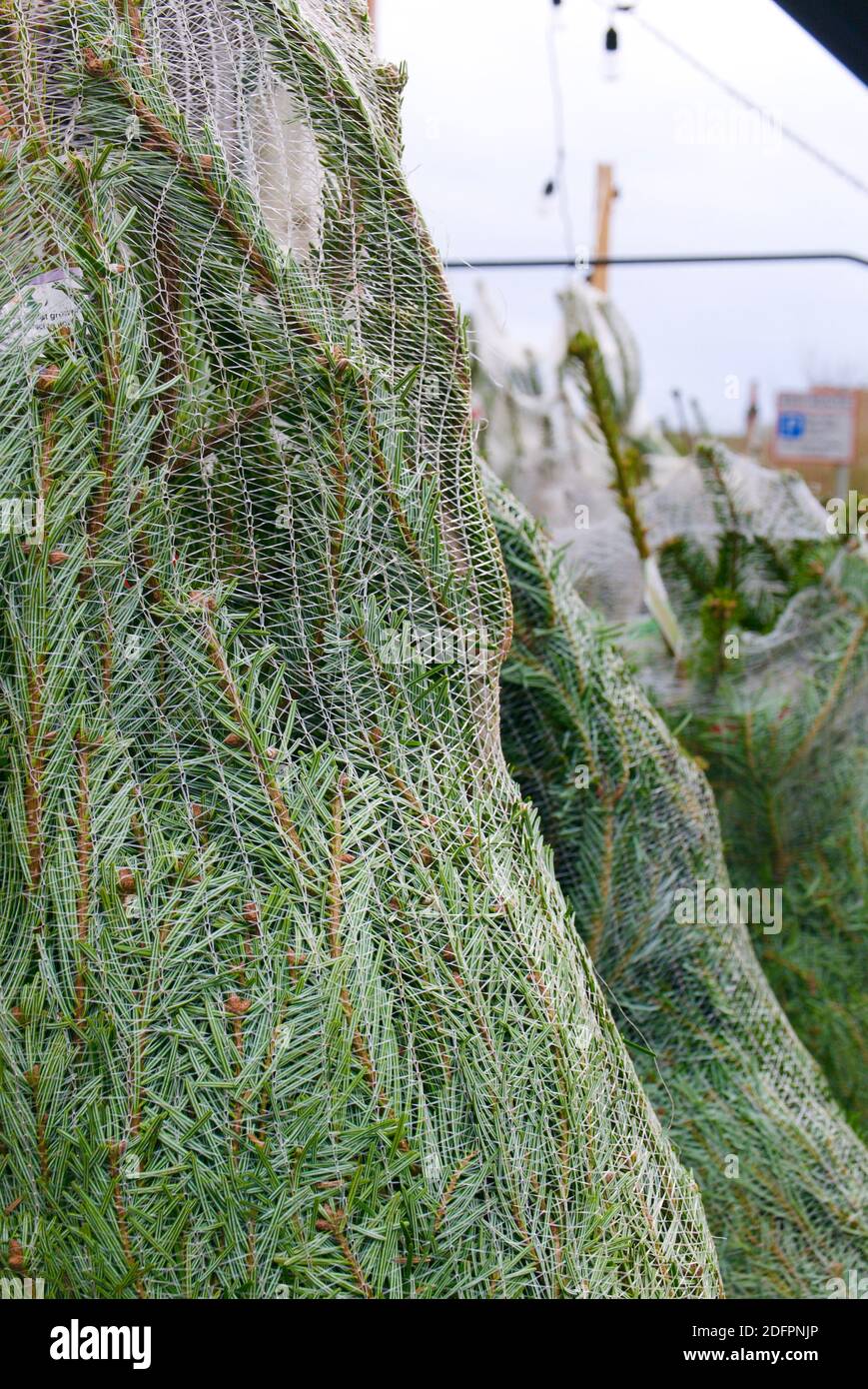 Christmas trees (Nordmann Fir) selling in village shop on pavement at the side of the road. First weekend of December. Highgate, London. Stock Photo