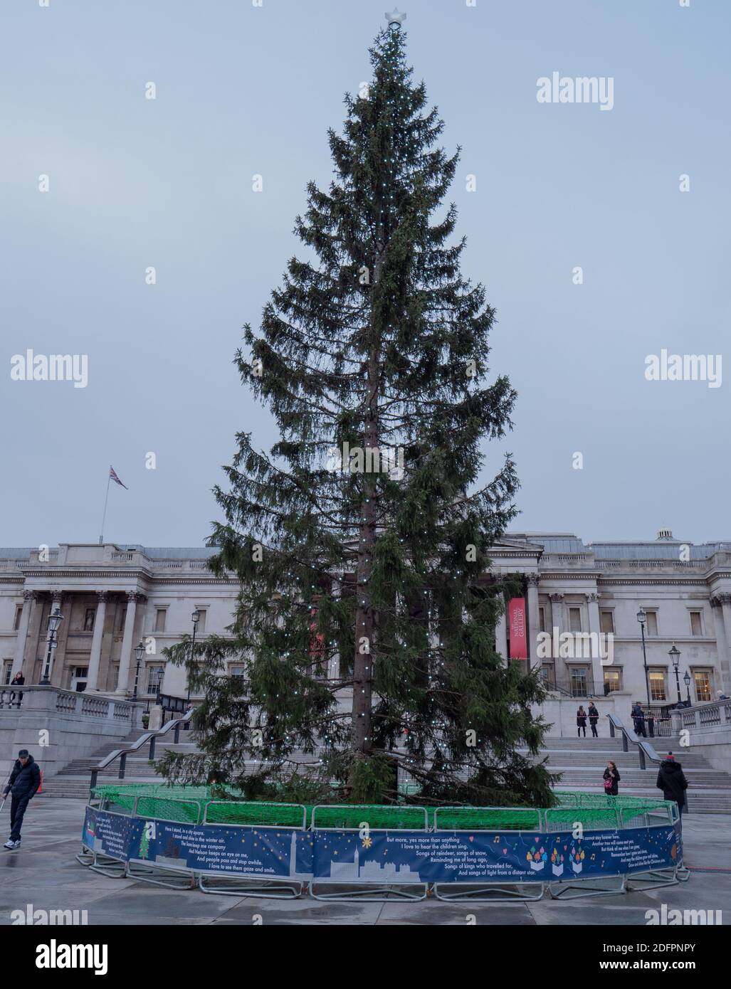 london uk 4th december 2020 tall christmas tree a traditional yearly gift from norway seen on trafalgar square london during the coronavirus covid 19 pandemic on a friday afternoon early december stock photo