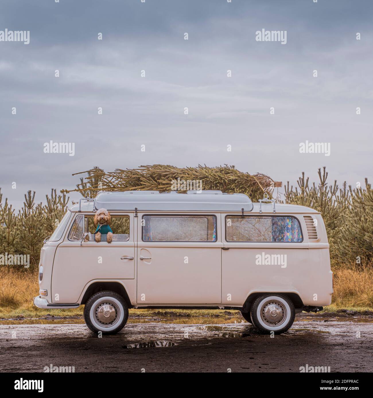 Doodle dog looking out of the window of a vintage camper van with a Christmas tree on the roof Stock Photo