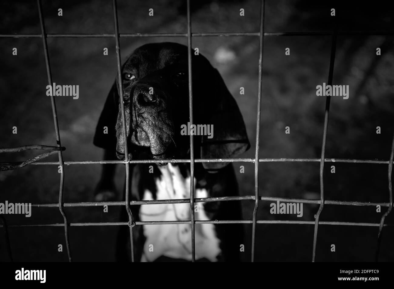 Dog in enclosed kennel, abandoned animals, abuse Stock Photo Alamy