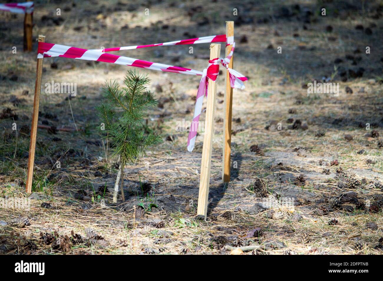 Pine tree in forest fenced with red and white warning tape, environmental protection, selective focus Stock Photo