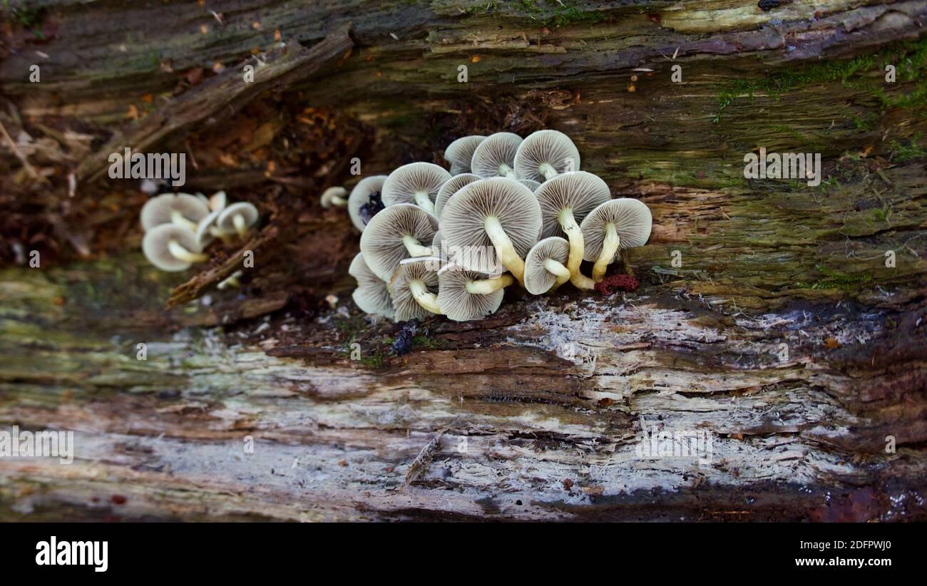 Cluster of mushrooms on the underside of an upturned wooden log Stock Photo