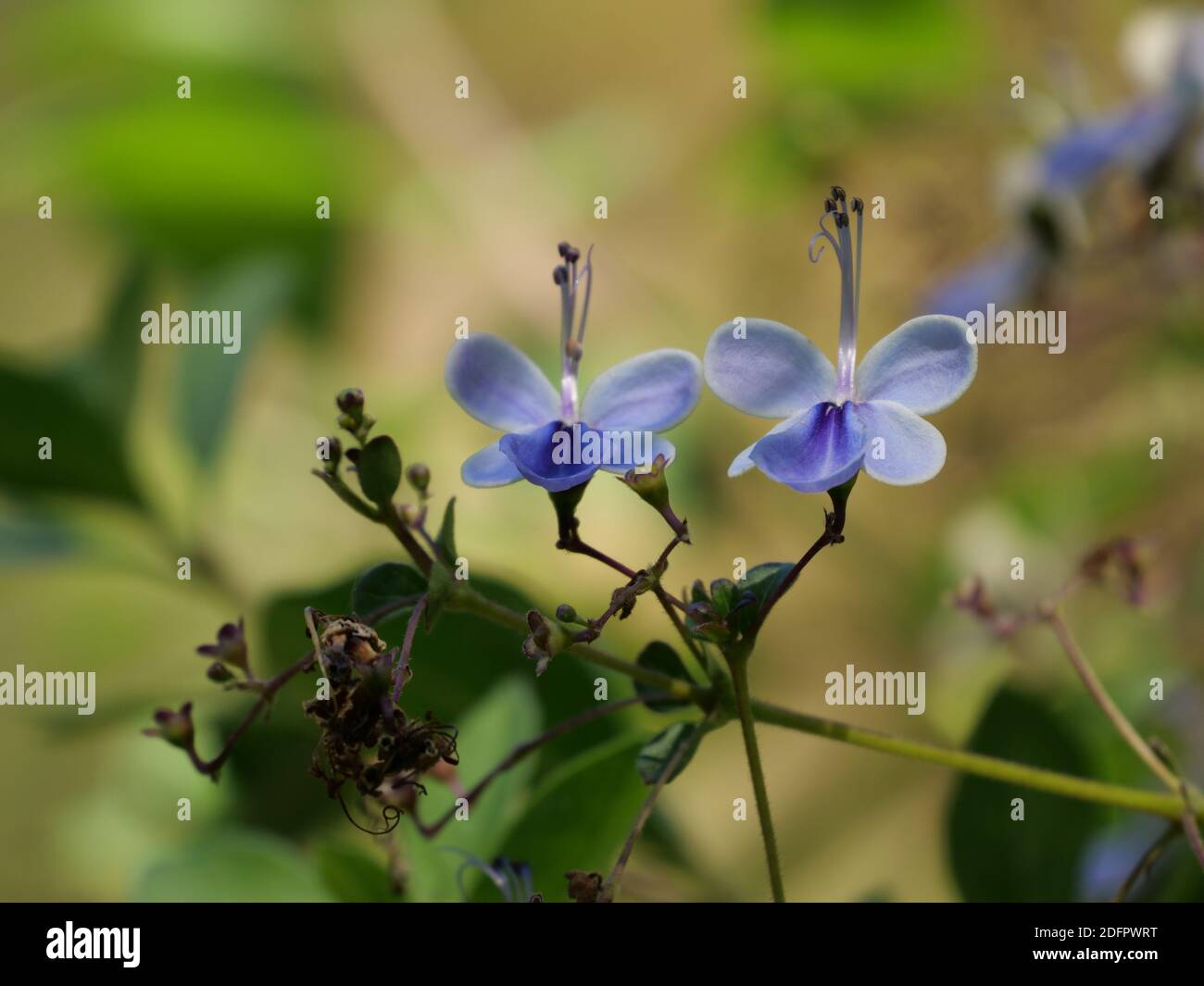 A closeup shot of blooming purple Clerodendrum flowers Stock Photo