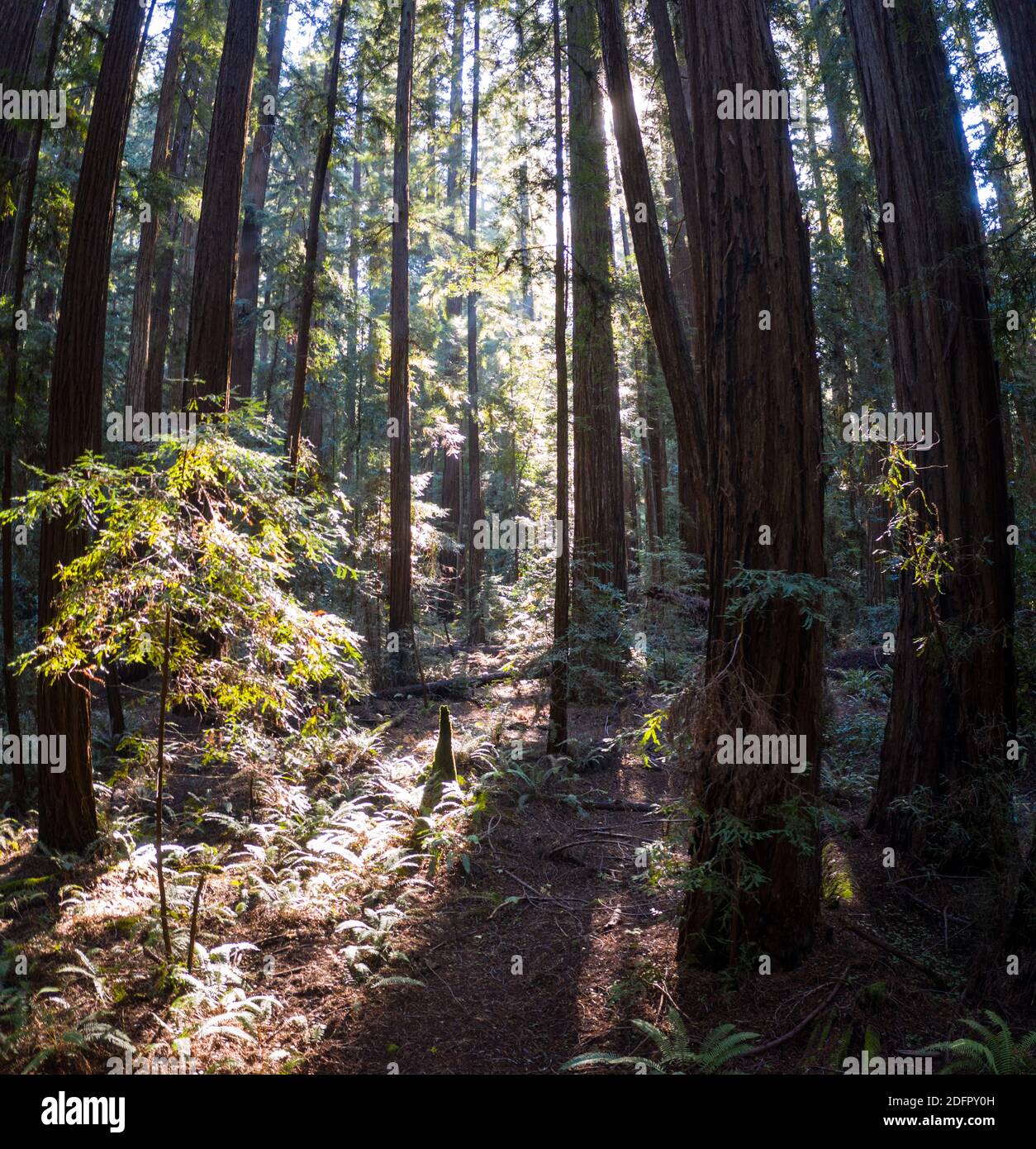 Massive Redwood trees, Sequoia sempervirens, thrive in a shadowed
