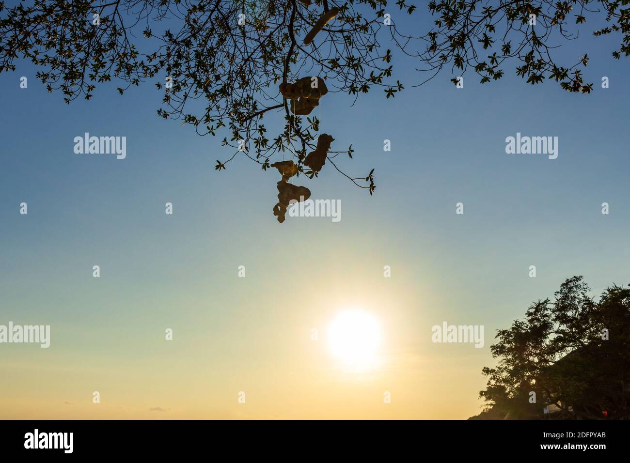natural coral wind bell decor in tree, sunset time, sun and sky simple view Stock Photo