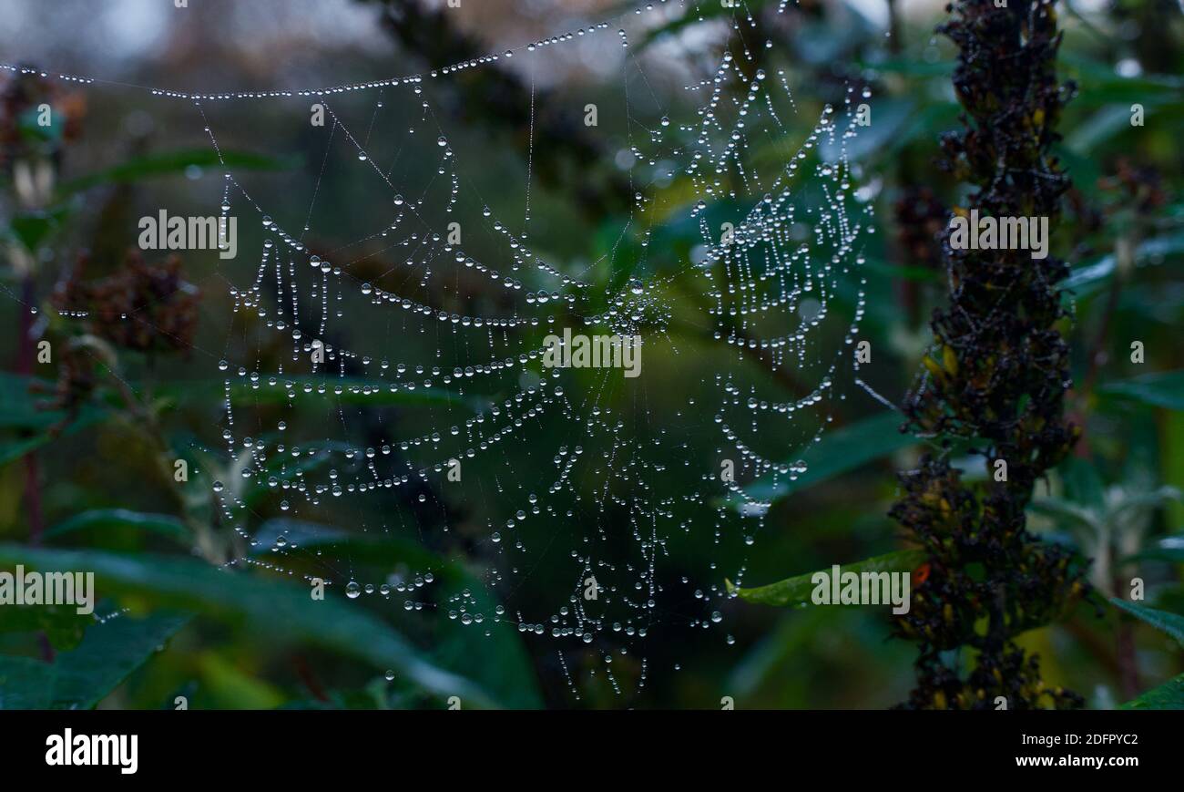 Waterlogged spiders web hanging in bushes on cold winter morning Stock Photo
