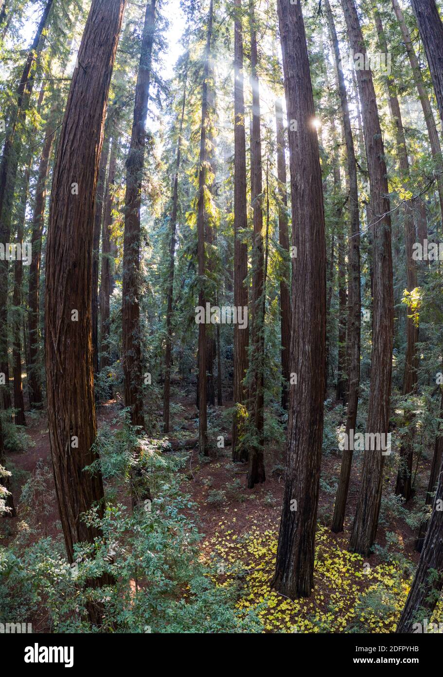 Massive Redwood trees, Sequoia sempervirens, thrive in a shadowed