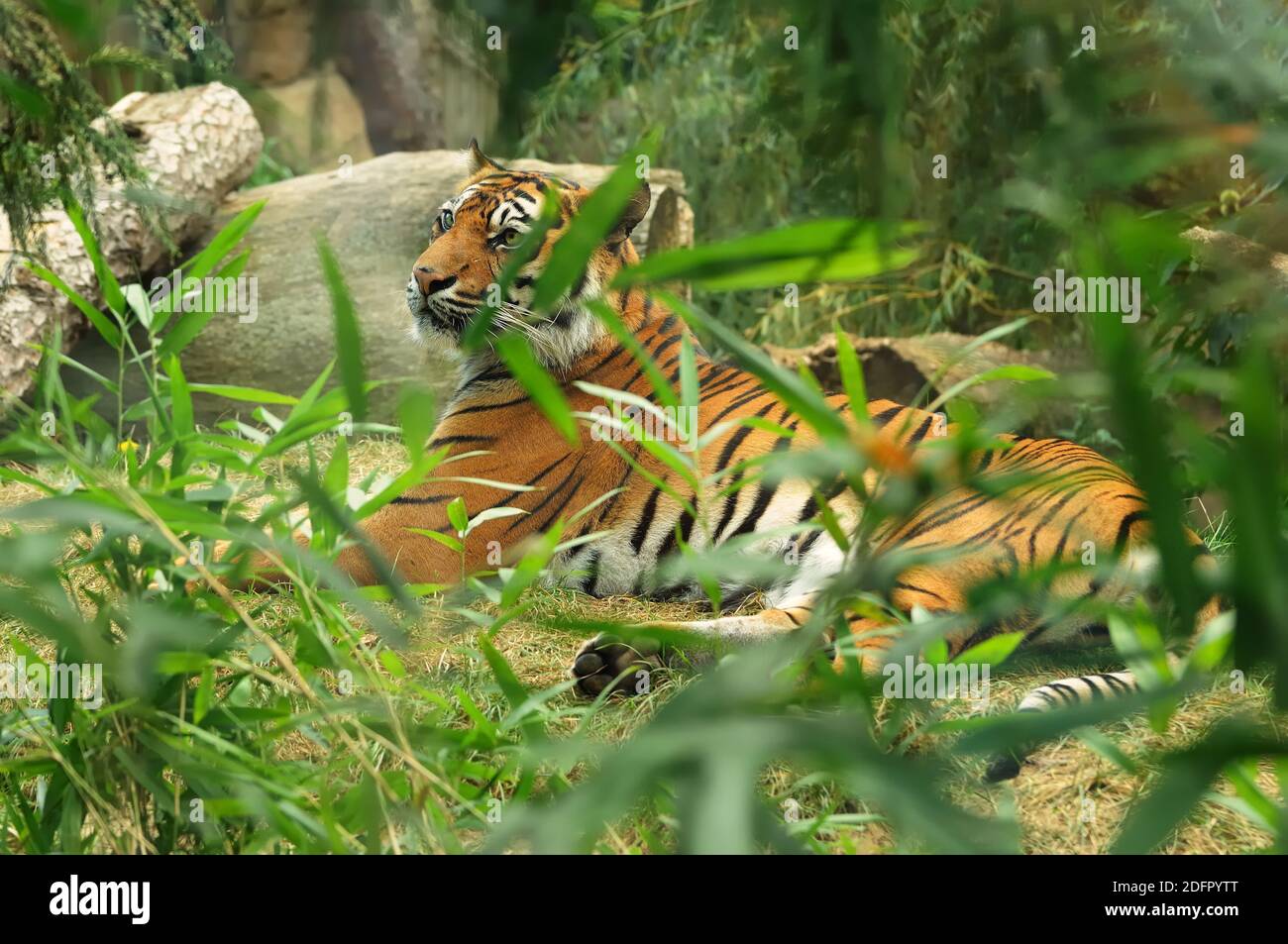 Big cat, Sumatran tiger is population of Panthera tigris sondaica in the Indonesian island of Sumatra, listed as Critically Endangered on the IUCN Red Stock Photo