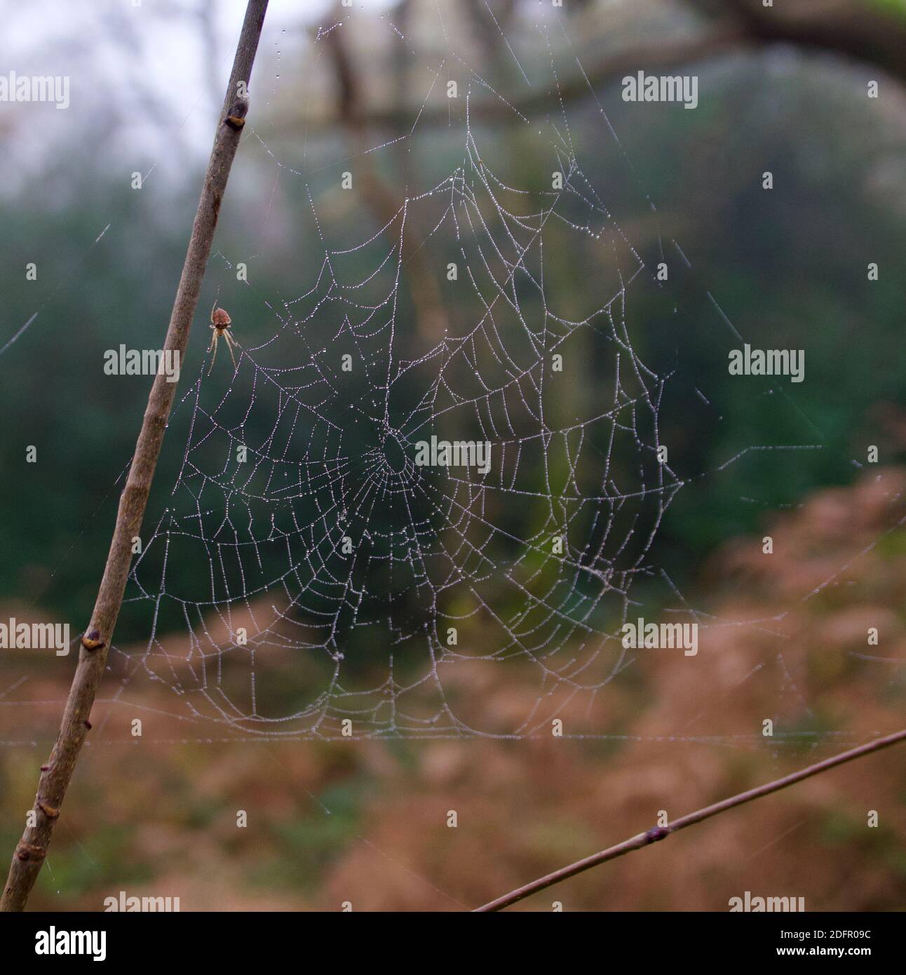 Dew covered spiders web hanging from twi with spider to side Stock Photo