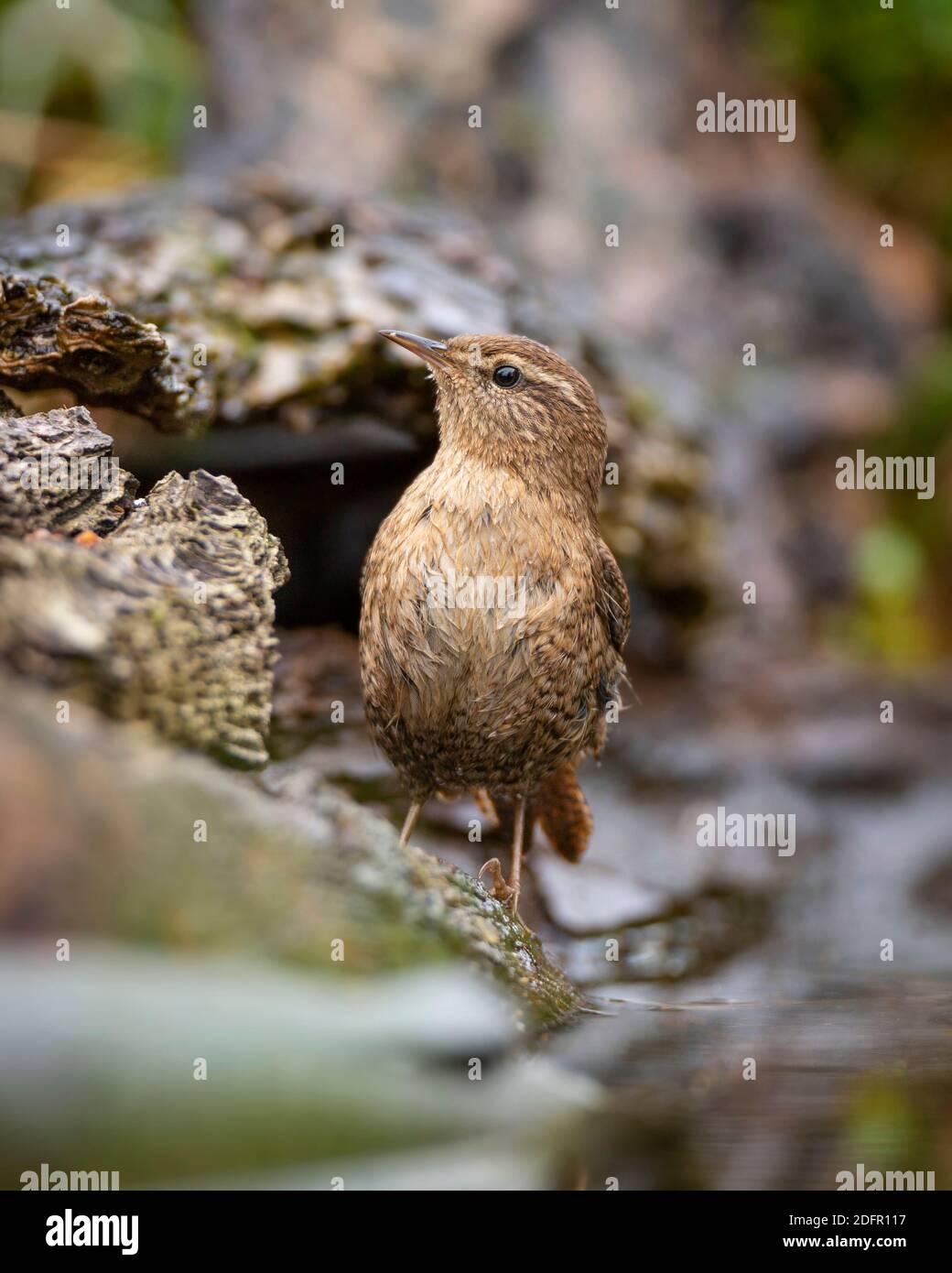 Eurasian wren (Troglodytes troglodytes Stock Photo Alamy