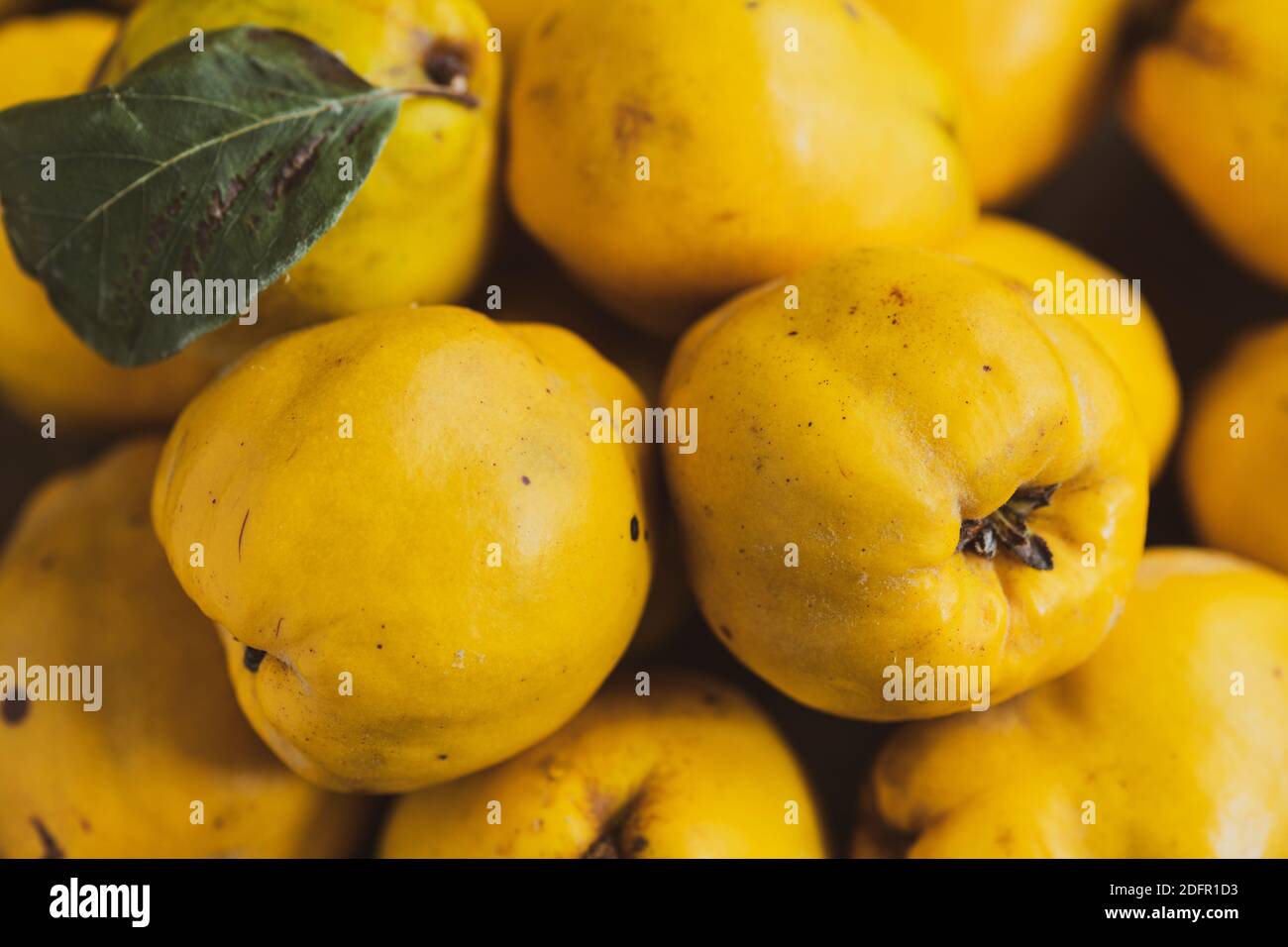 Quinces, heap of quinces on a wooden surface, yellow quinces, pile of quinces, Quitten, Quitten auf einem holz tisch, photograph of quinces, autumn Stock Photo