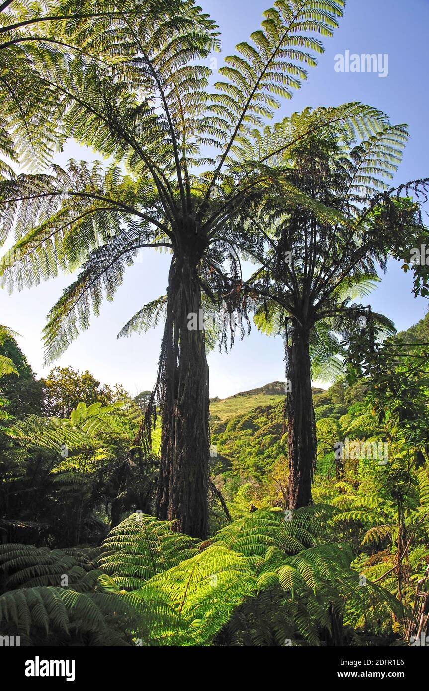 Native ferns, Te Whanganui-A-Hei Marine Reserve, Coromandel Peninsula, Waikato Region, North Island, New Zealand Stock Photo