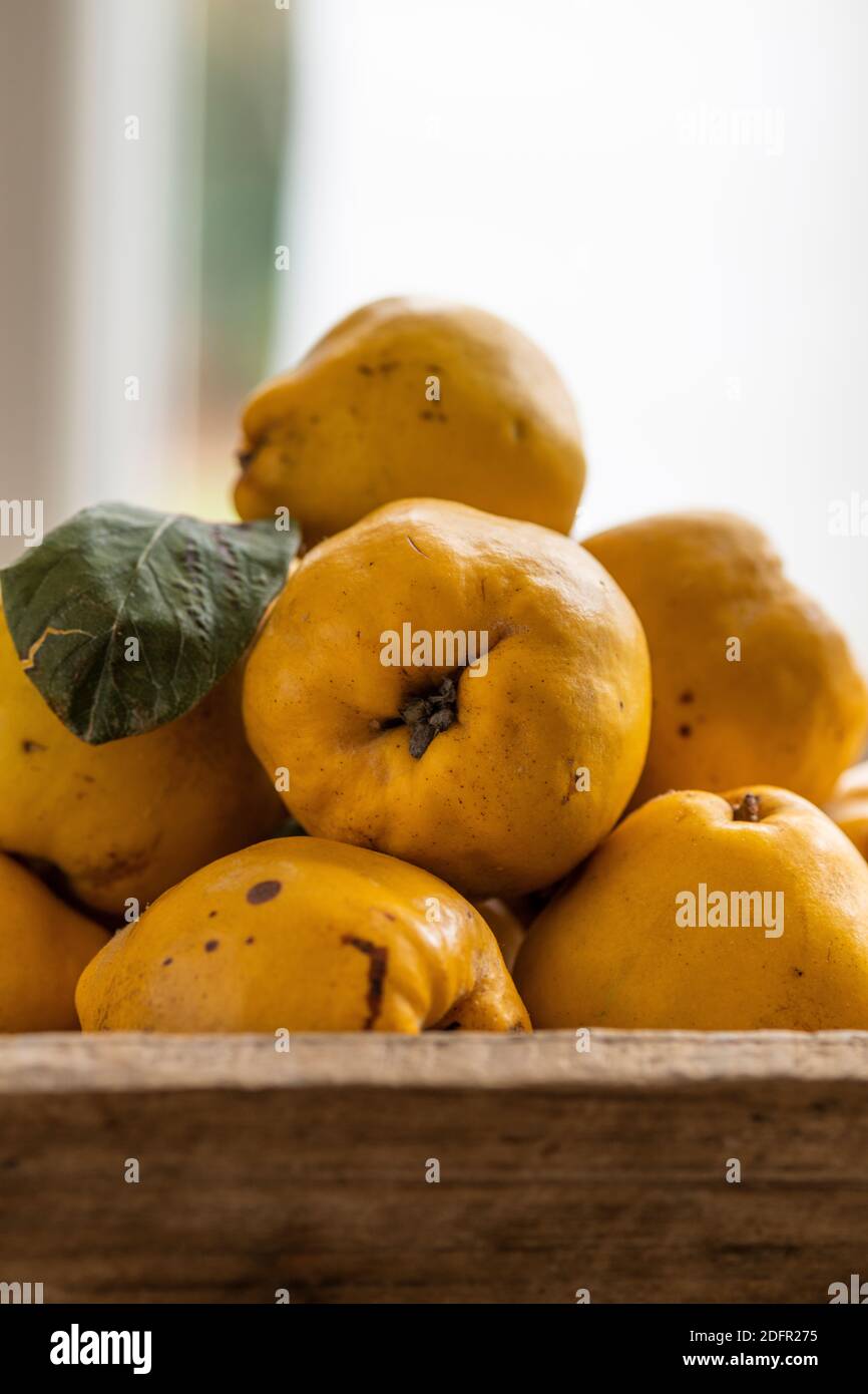 Quinces, heap of quinces in a wooden tray, yellow quinces, pile of quinces, Quitten, Quitten mit weissem hintergrund, photograph of quinces, autumn Stock Photo