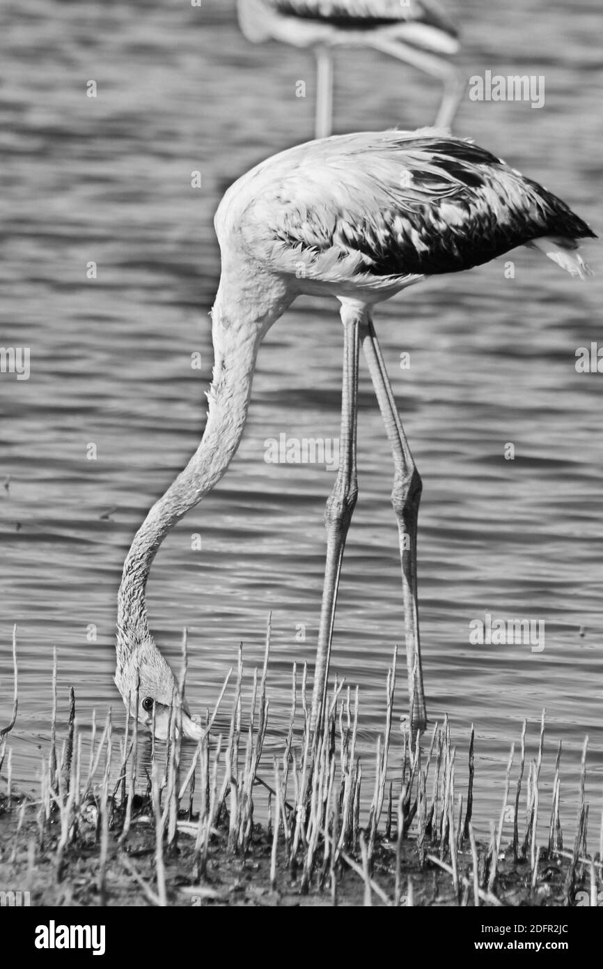 Greater flamingo is the most widespread and largest species of the flamingo family, It is found in Africa, Indian subcontinent, Middle East and  Europ Stock Photo