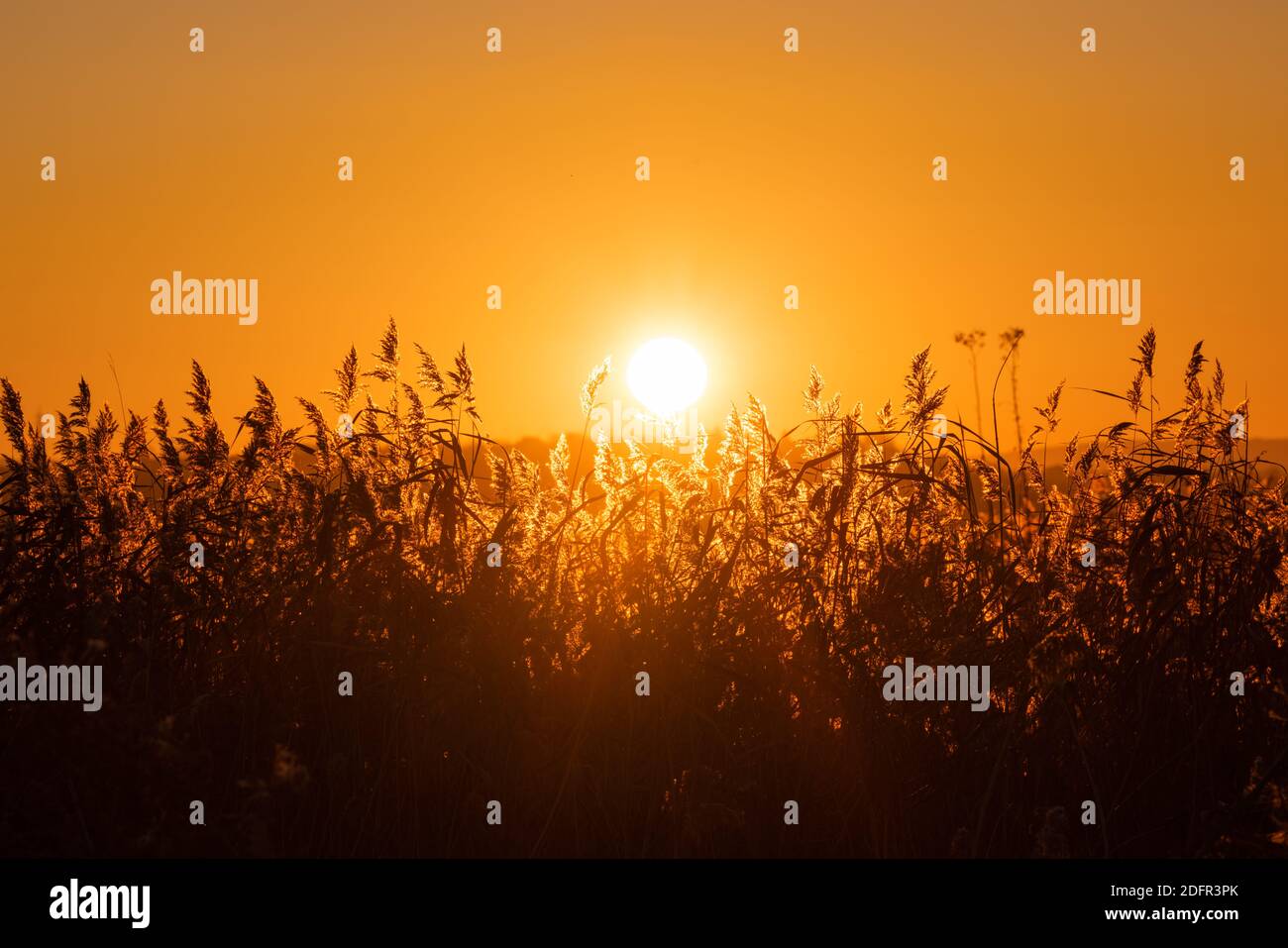 Sunset Over The Lake And Fern Plants Sun And Wild Plant Around Water As Nature Background Stock Photo Alamy