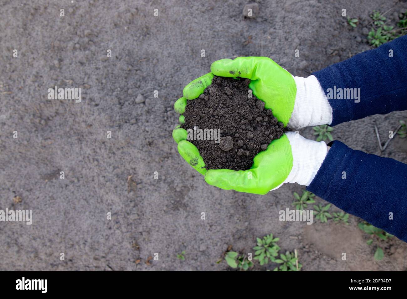 Farmer holding soil in hands close-up. View from above. Agriculture, gardening. Stock Photo