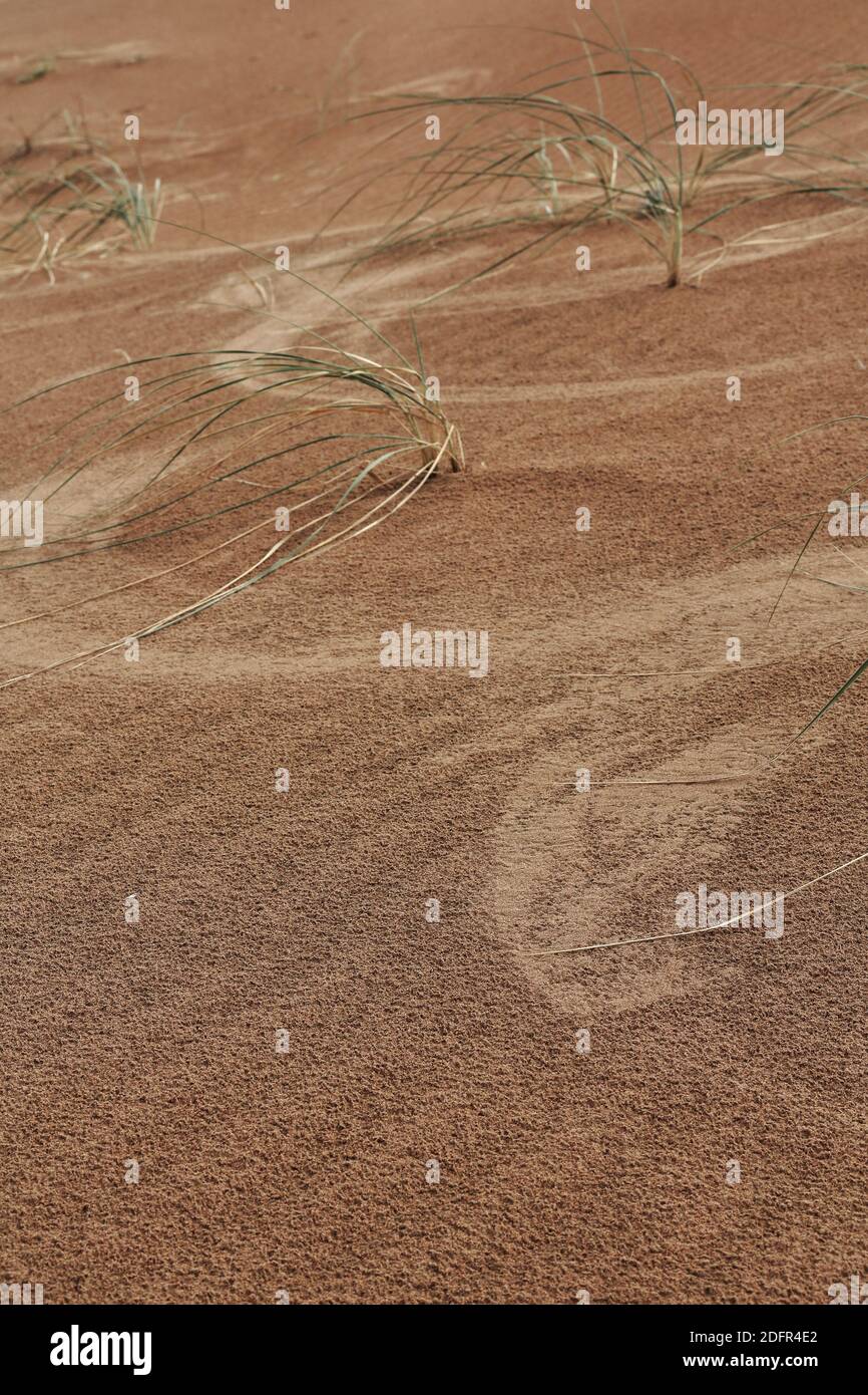 Scattered Leymus chinensis plant-dunes around SumuBarunJaran lake-Badain Jaran desert-Inner Mongolia-China-1149 Stock Photo