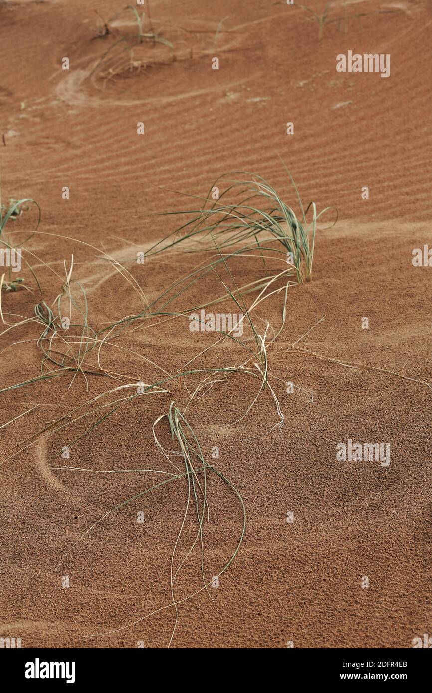 Scattered Leymus chinensis plant-dunes around SumuBarunJaran lake-Badain Jaran desert-Inner Mongolia-China-1150 Stock Photo