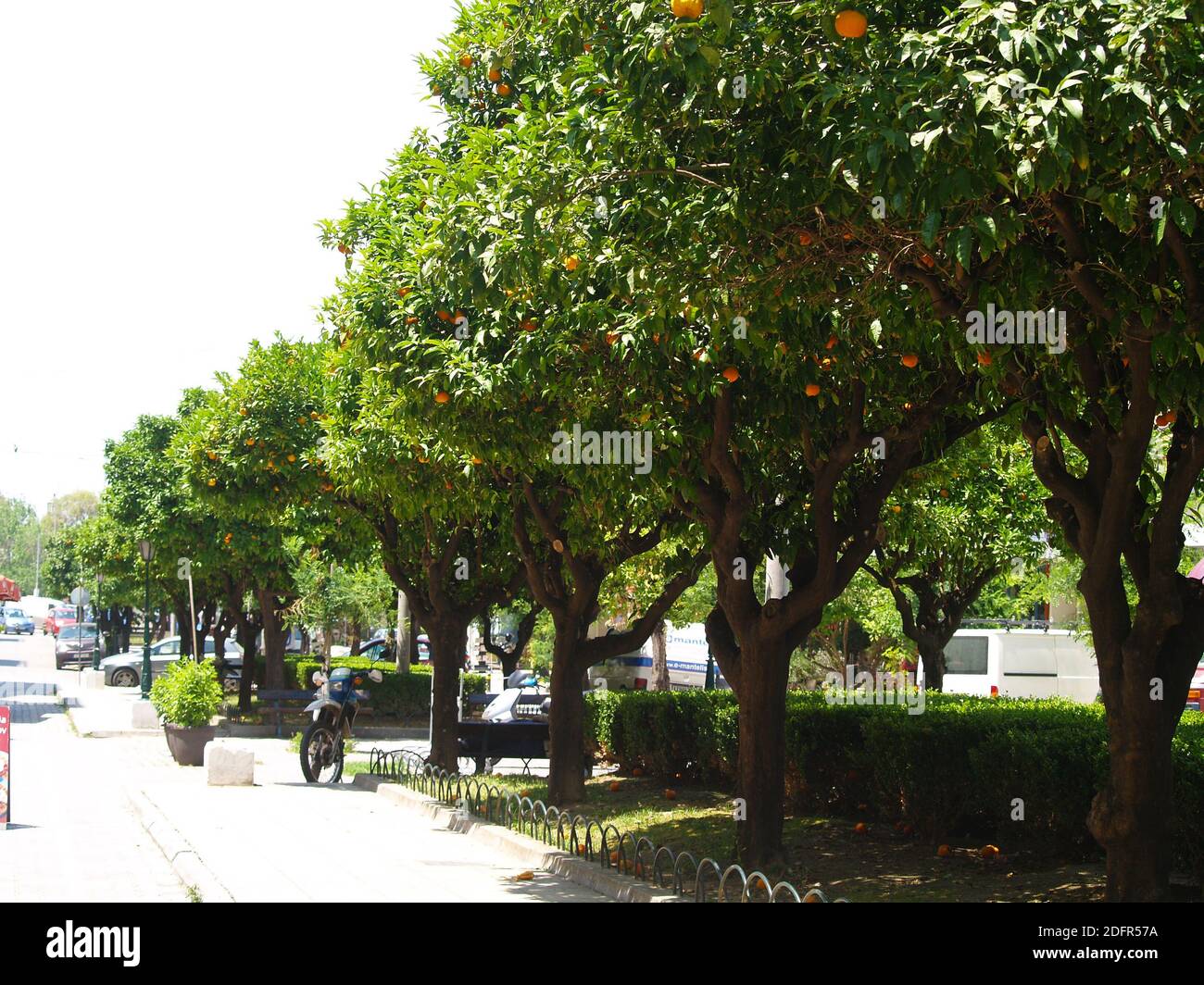 Oranges trees on the Trion Navarchon Street in Patras, Greece Stock Photo