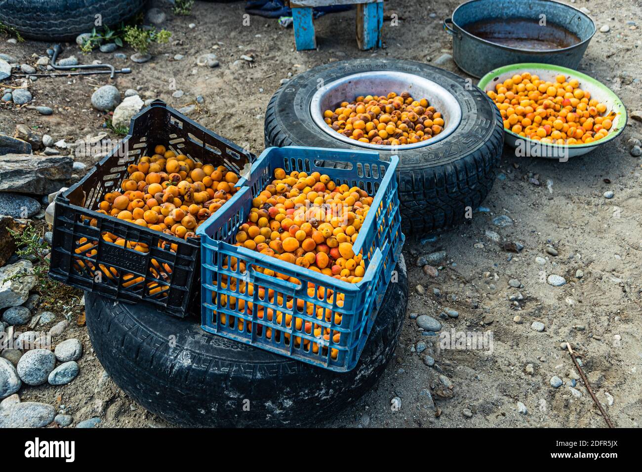 Apricots in Hisor, Tajikistan Stock Photo