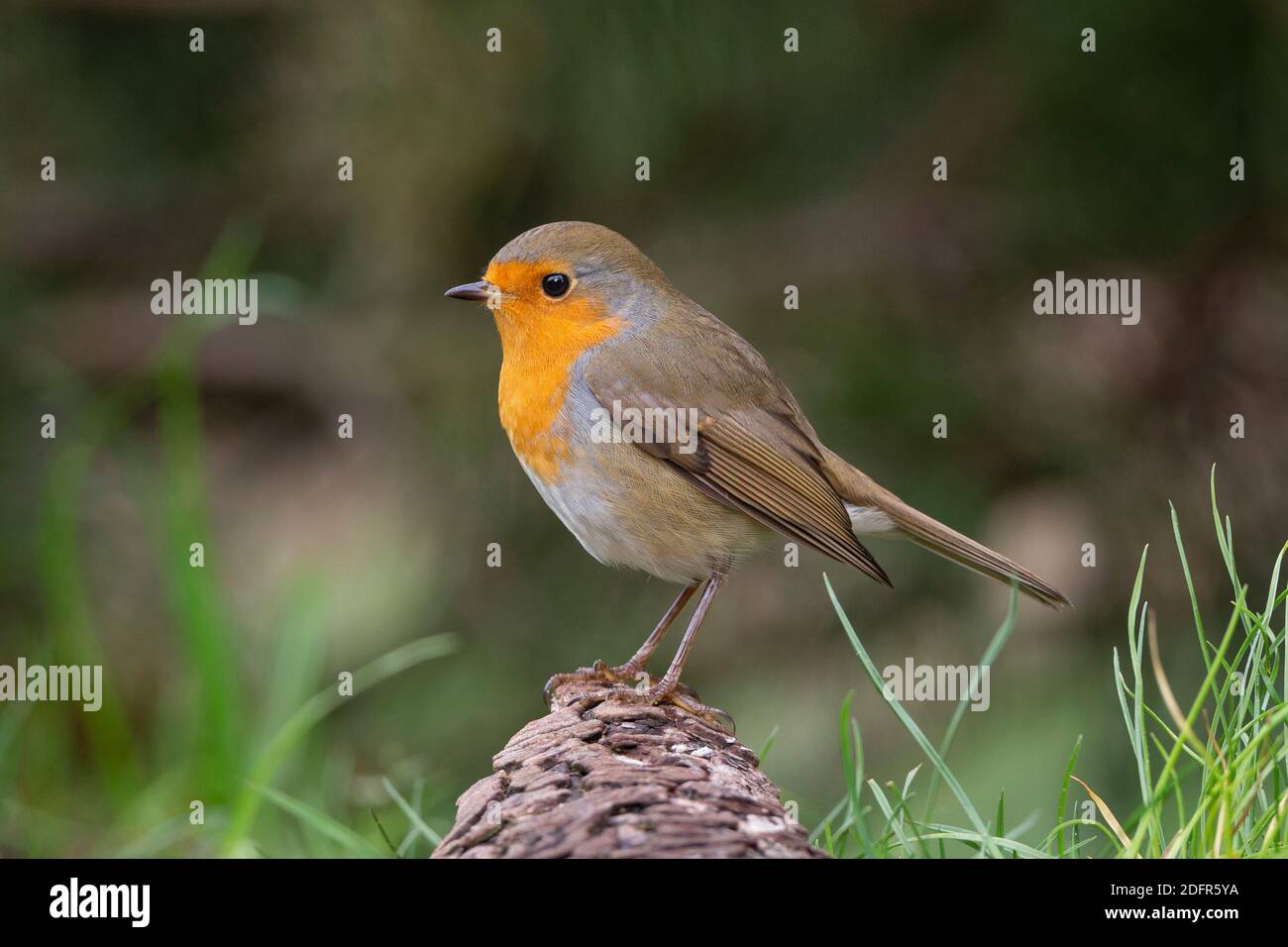 European Robin (Erithacus rubecula) perched some wood Stock Photo