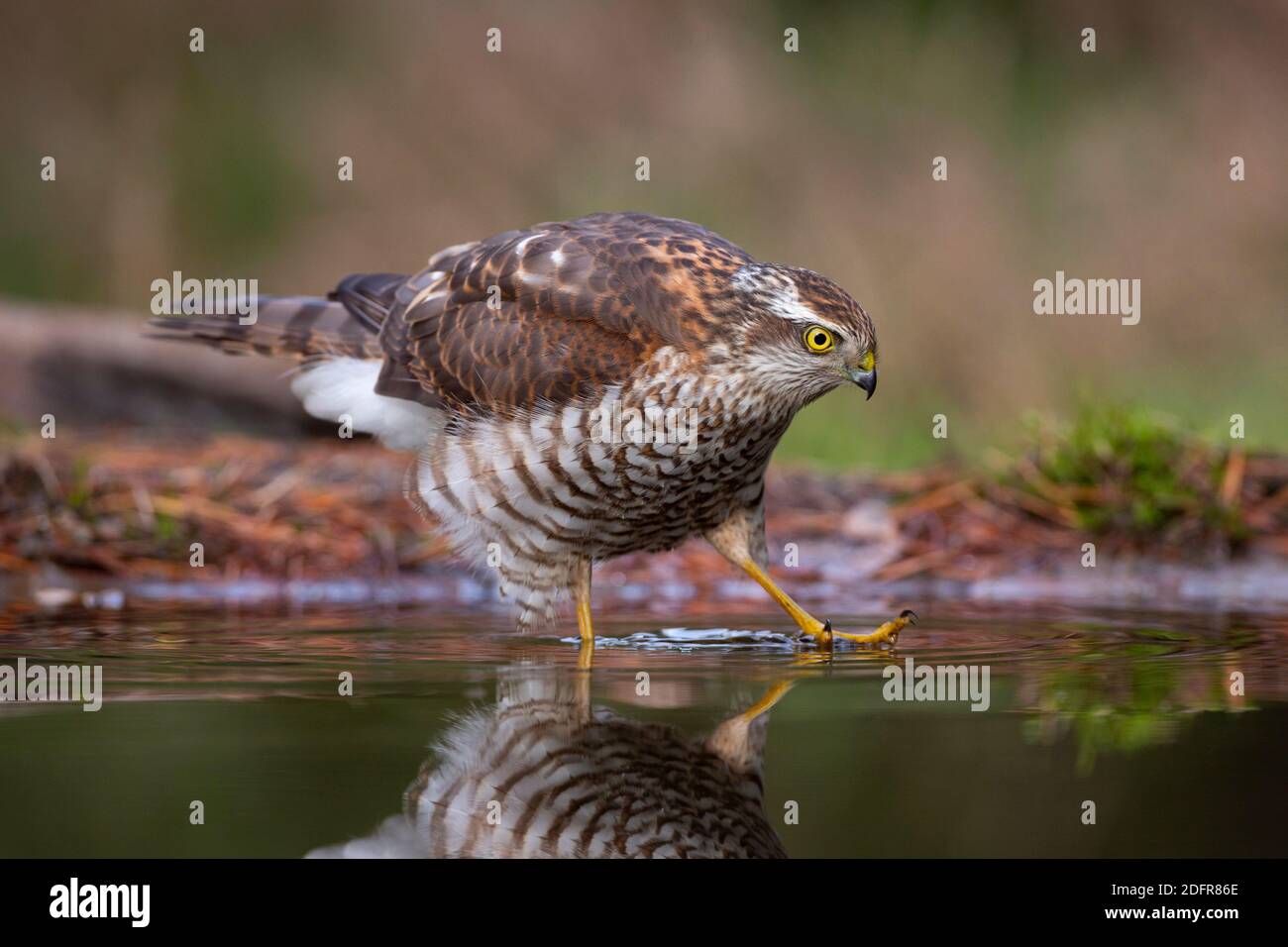 Young male Eurasian sparrowhawk (Accipiter nisus) walking through water Stock Photo