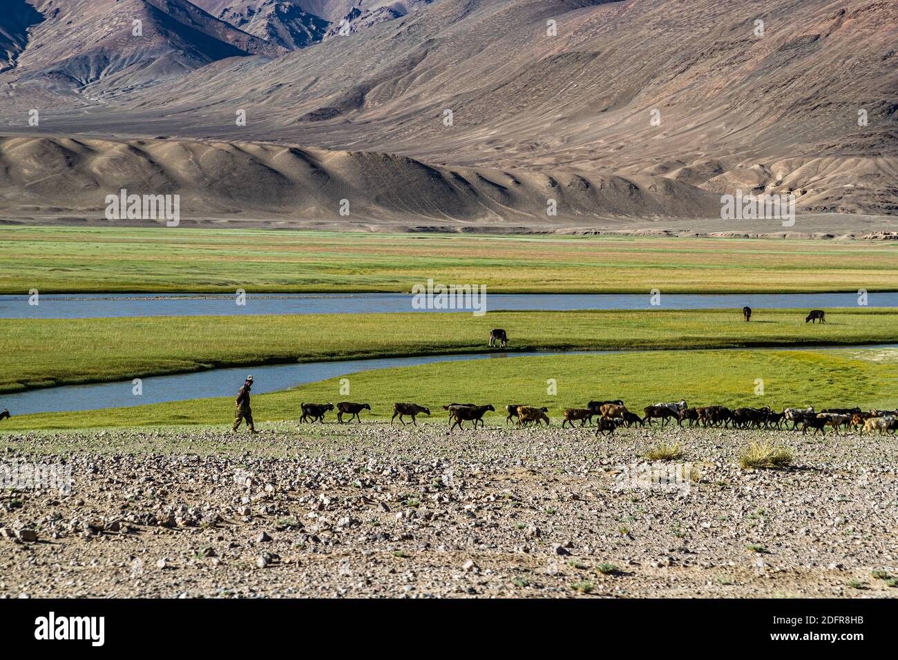 Kyrgyz shepherd with his flock in Murghab, Tajikistan Stock Photo