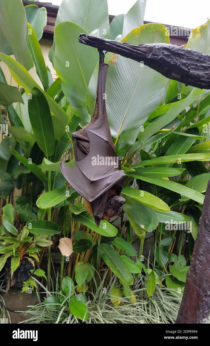 Large fruit bat or flying fox hanging upside-down in a tree in Bali, Indonesia Stock Photo