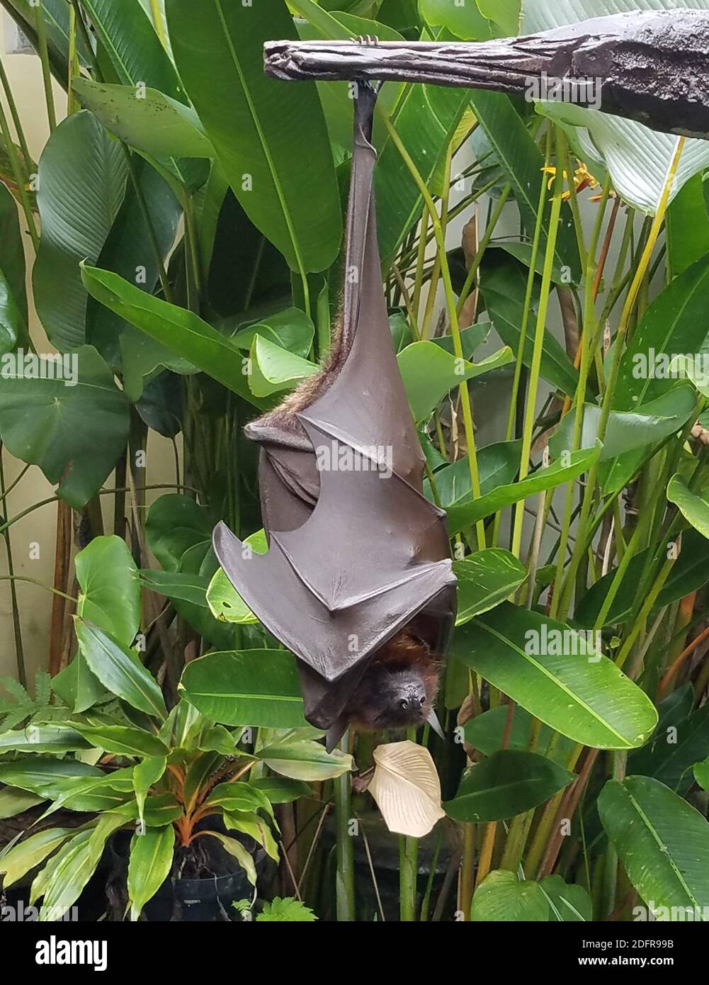 Large fruit bat or flying fox hanging upside-down in a tree in Bali, Indonesia Stock Photo