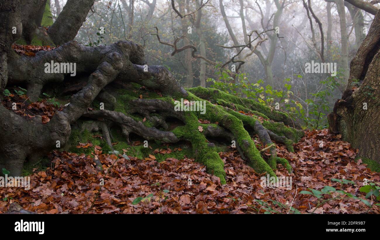Tree roots crack hi-res stock photography and images - Alamy