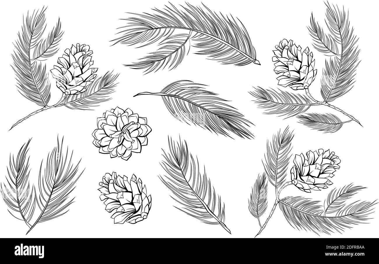 Pine cones, fir branches with pinecones, vector fir tree set of decoration elements. Fir cones, pine or cedar spruce branches black and white isolated line art set for Christmas Xmas decoration design Stock Vector