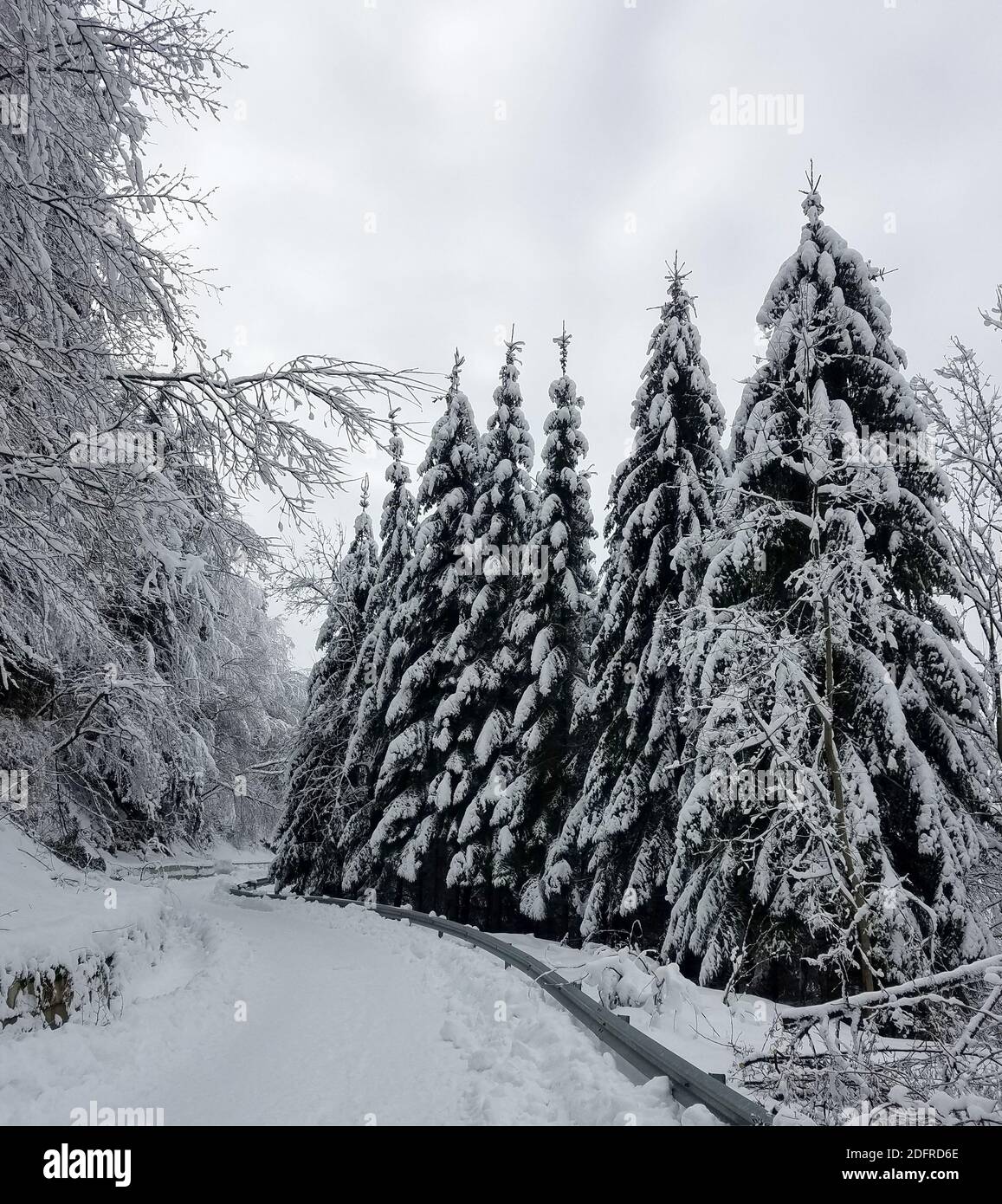 Road winding through a frozen forest covered in snow for winter ...