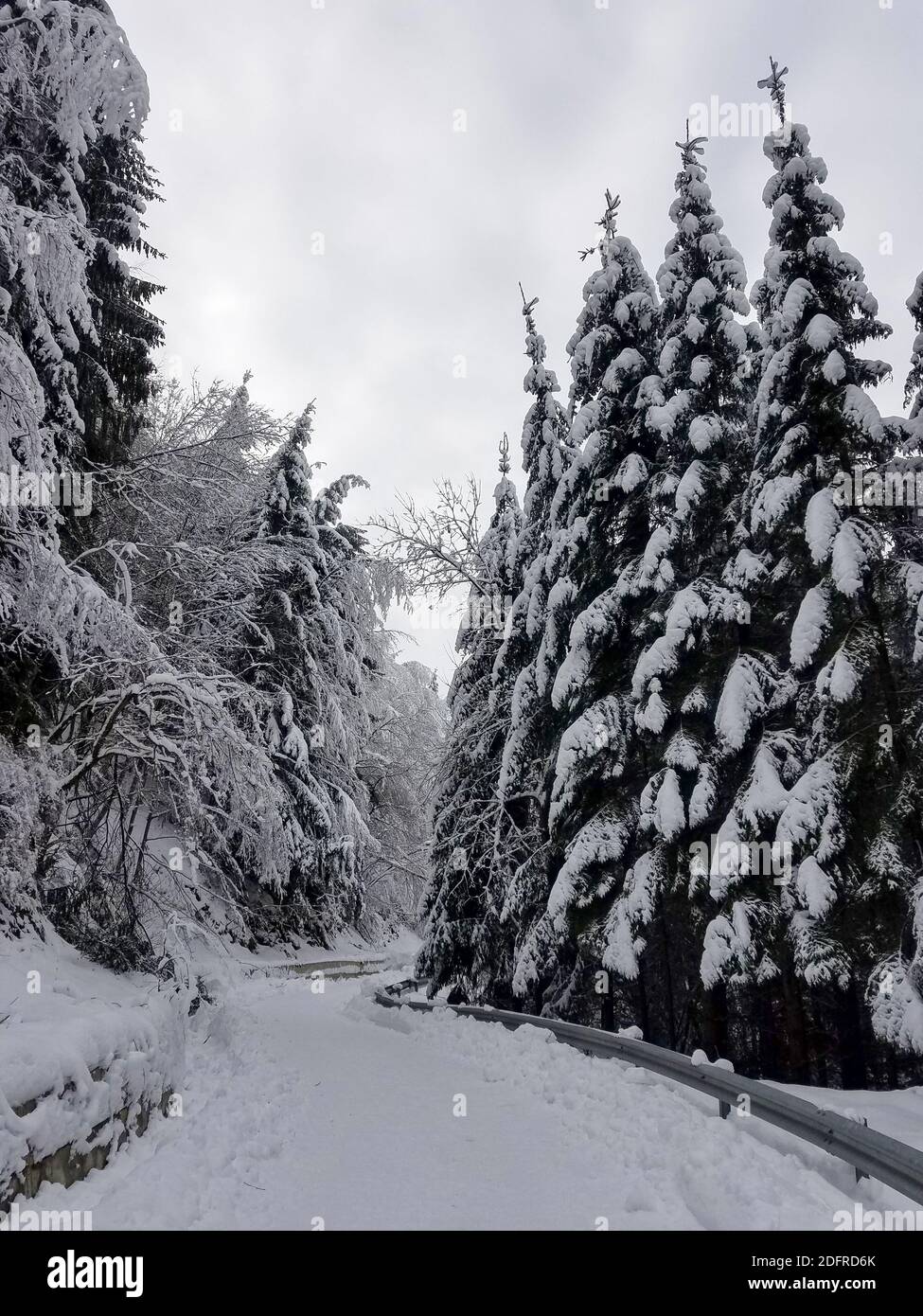 Road winding through a frozen forest covered in snow for winter ...