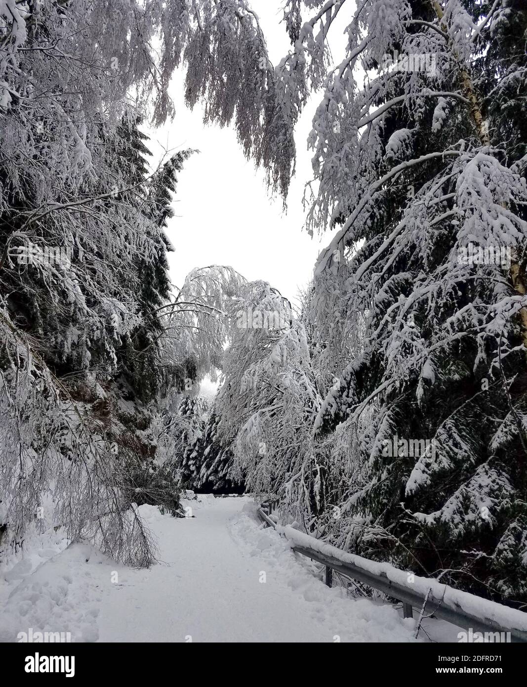 Road winding through a frozen forest covered in snow for winter ...