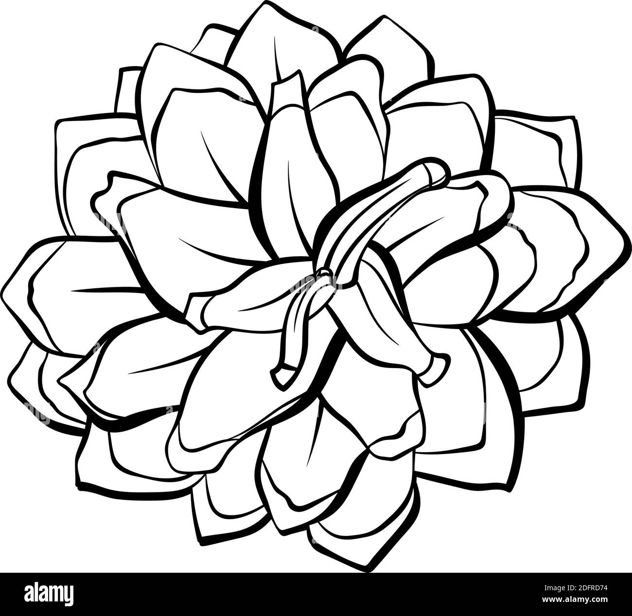 Fir cone set, pinecone spruces, vector line art decoration element for patterns and backgrounds. Pinecone isolated design, modern trendy black and white hand drawn Christmas decor Stock Vector