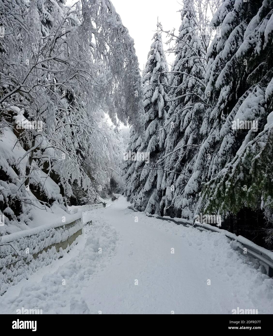 Road winding through a frozen forest covered in snow for winter ...