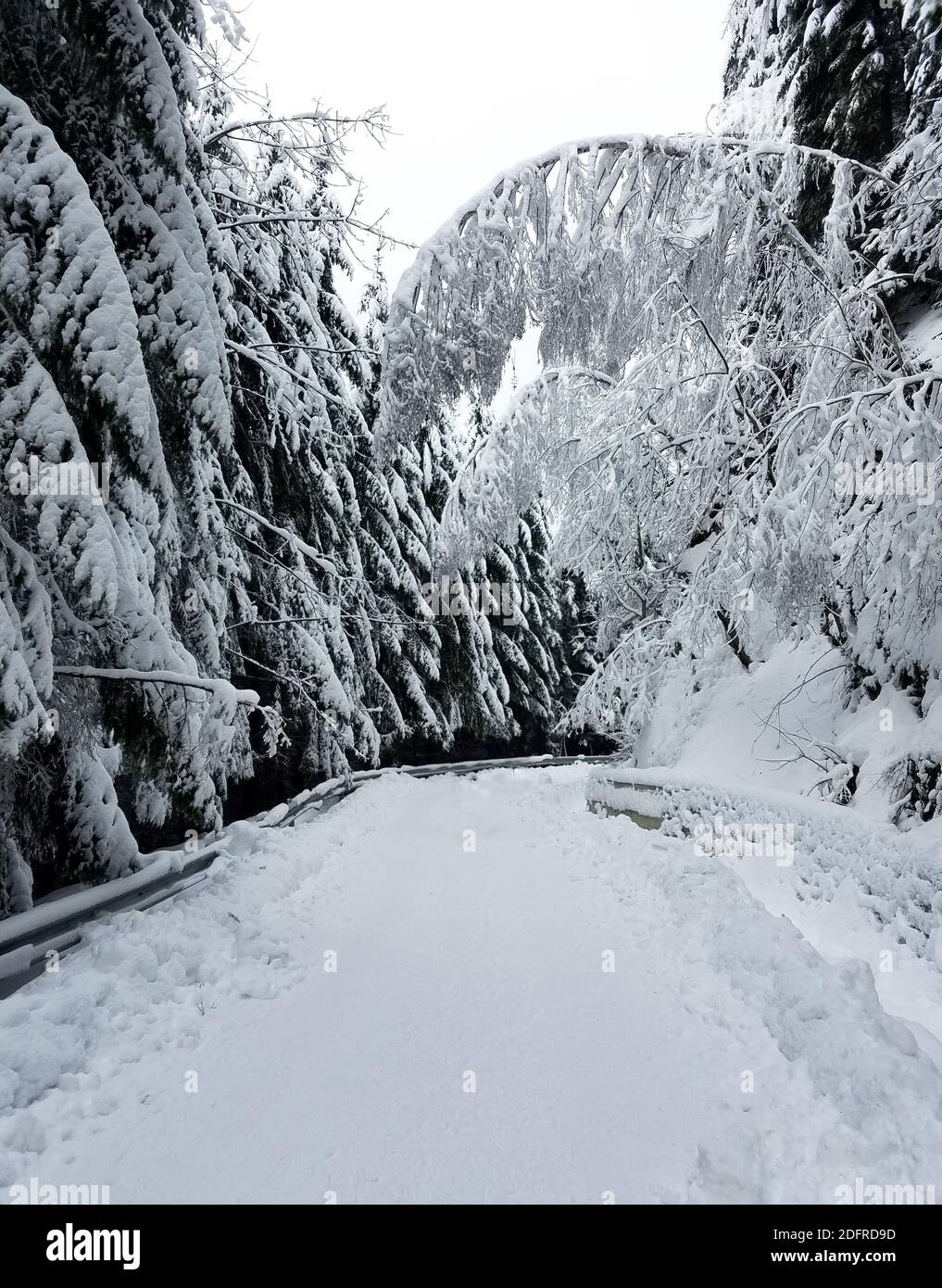 Road winding through a frozen forest covered in snow for winter ...